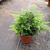 [Direct supply of the base] Wholesale A -Class wolf tail fern (90) moss background plant plant, yin resistance, good plant fern