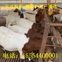 波爾山羊肉羊羔 山羊羊苗批量低價出售 現貨黑山羊價格