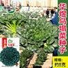 Huayu Wujian vegetable seed manufacturer wholesale vegetable garden cold -resistant and wintering black heart black cabbage seed seeds are easy to plant vegetables 孑