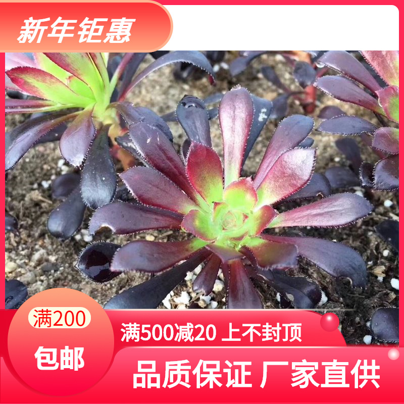 Tianyu. Beheaded Master Succulent Seedlings Master wholesale