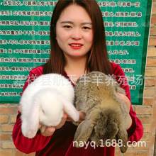 活体肉兔种兔公羊兔 免费培训比利时杂交野 公羊兔特征耳朵垂头大