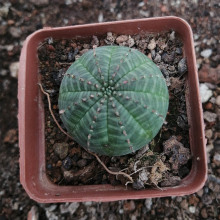 ���ݶ���ֲ�����������l �s2-3cm ���y�� ��� ���Ԉ@ˇ�Gֲ����