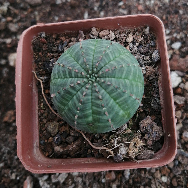 漳州多肉植物仙人球批发 约2-3cm 布纹球 裸根 盆栽园艺绿植花卉