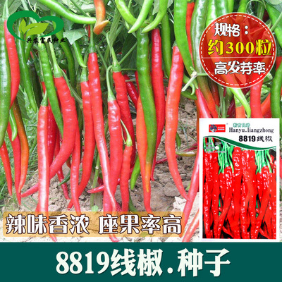 8819線椒種子 農田菜園可盆栽長紅辣椒二金條剁椒早熟辣椒蔬菜籽