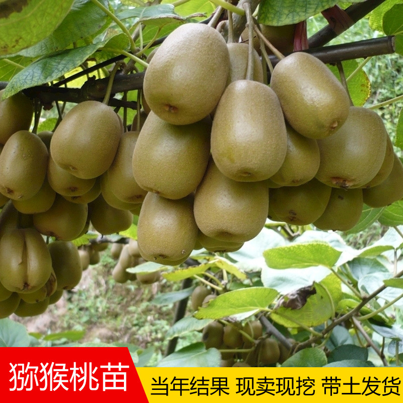 红心猕猴桃果树苗盆栽嫁接苗黄心弥猴桃树苗当年结果软枣猕猴桃苗|ru