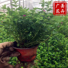 上海滿天星幼苗種植 綠化滿天星苗圃直發 速度快 生長茂盛 滿天星