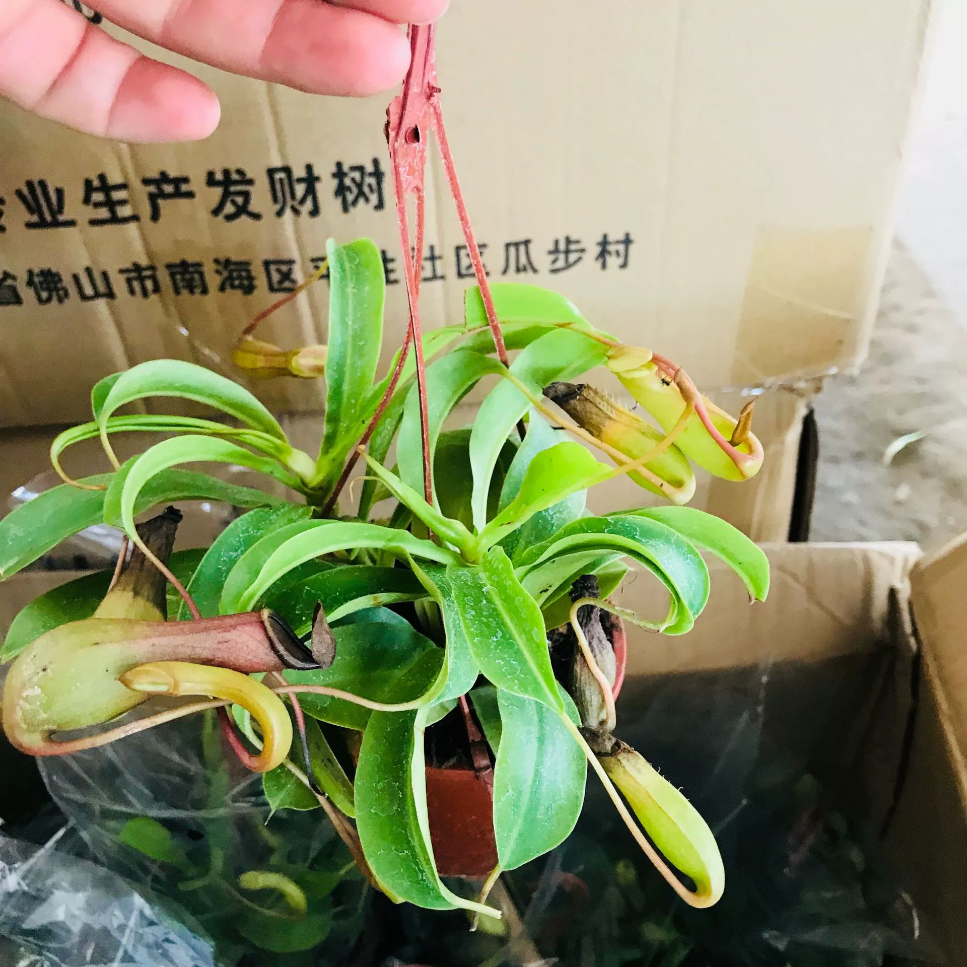 Продажи теплиц Цветы Зеленые растения Маленькие горшечные растения Nepinthes Fly Trap Fun Крытый балкон Висячие горшечные растения
