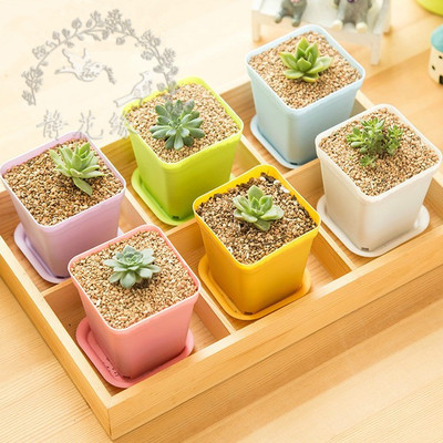 Colorful small flower pot seedlings seeds