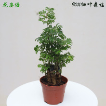 90#细叶森桩 羽叶迷你福禄桐绿植花卉桌面新房吸甲醛植物