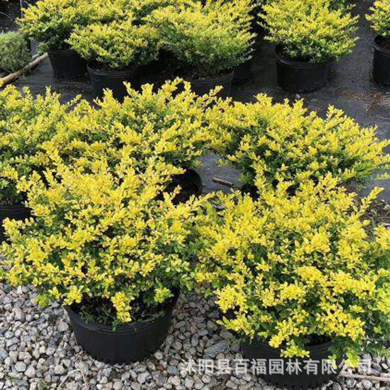 Базовая оптовая продажа золотой драгоценный камень Холли в горшках саженцы нелиственного цвета листьев разновидности цветочных бордюров растения ценовые уступки