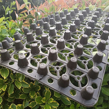 �B����̨��ϵ��ˮ���ĳ��з����@��ˮ��Nֲ������픞rˮ�e����