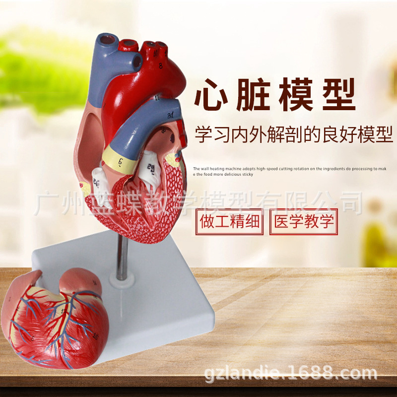11:human body Cardiac anatomy Model B- Ultrasound heart specimen Blood circulation system Medicine teaching Model