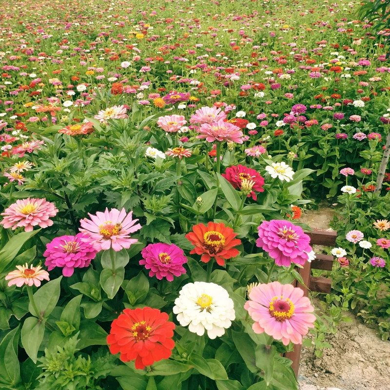 Цинния семена цветов Four Seasons легко жить на открытом воздухе двор день семена хризантемы семена цветов пейзаж семена цветов оптом
