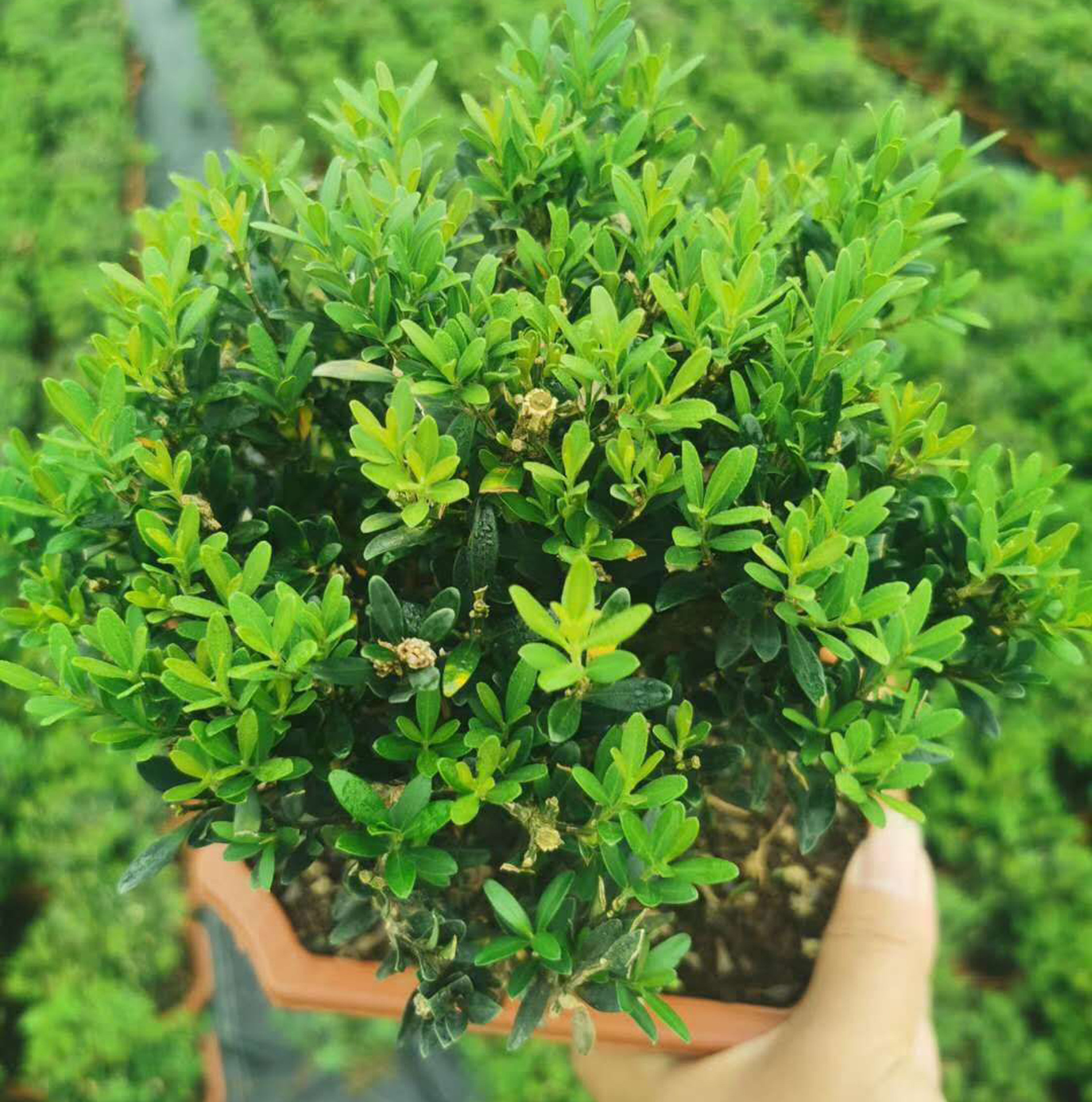 【基地直供】造型盆景植物 阳台绿植花卉盆栽植物 25公分黄杨