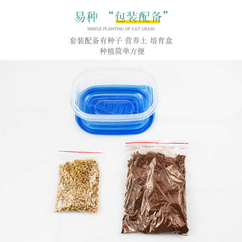 grano de gato semilla de trigo en maceta caja de cultivo de suelo bandeja de cultivo de plántulas gato perezoso menta gatos pequeños productos de bocadillos de grano de lana