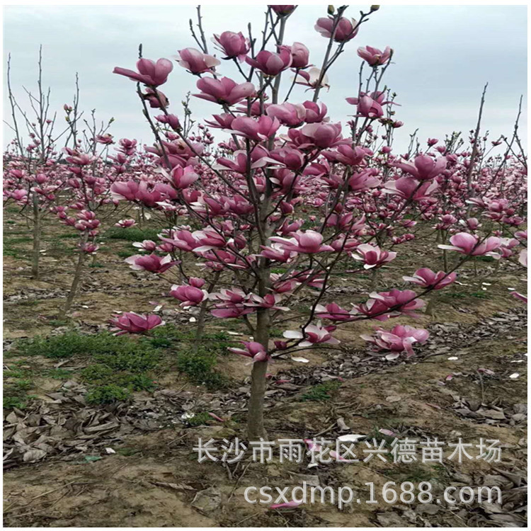 湖南玉兰基地批发紫玉兰 红花玉兰 基地直供 规格多 绿化树木