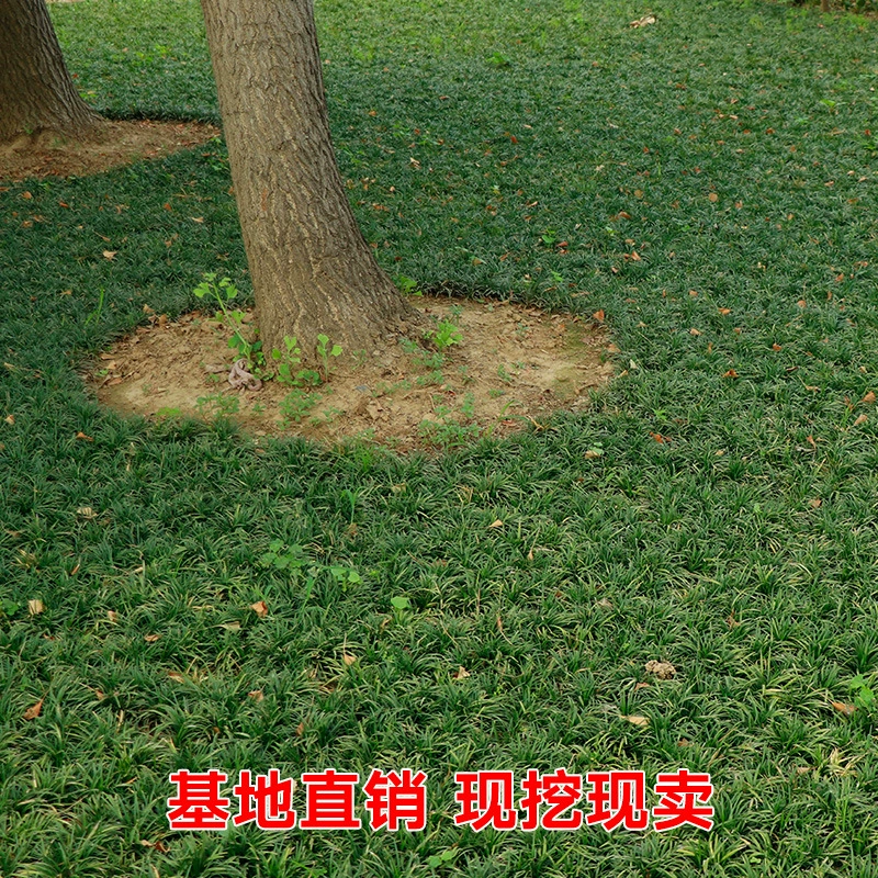 Япония Карлик Пшеница Зимняя трава Морозостойкий двор Ландшафтный дизайн Газонные растения Карлик Пшеница Зимняя трава Рассада Трава Юлонг