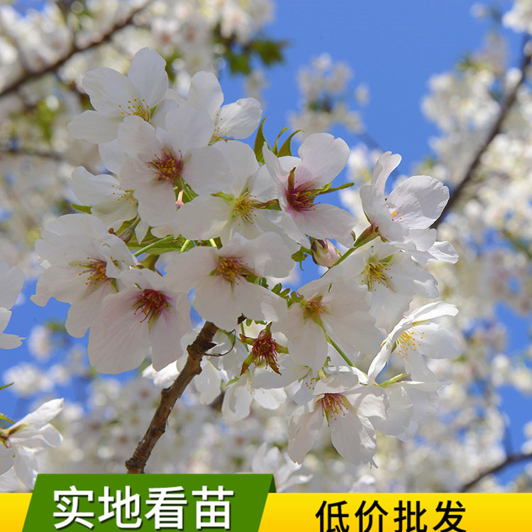 染井吉野樱花树苗工程绿化苗木道路公园风景树园林色块日本晚樱树|ms