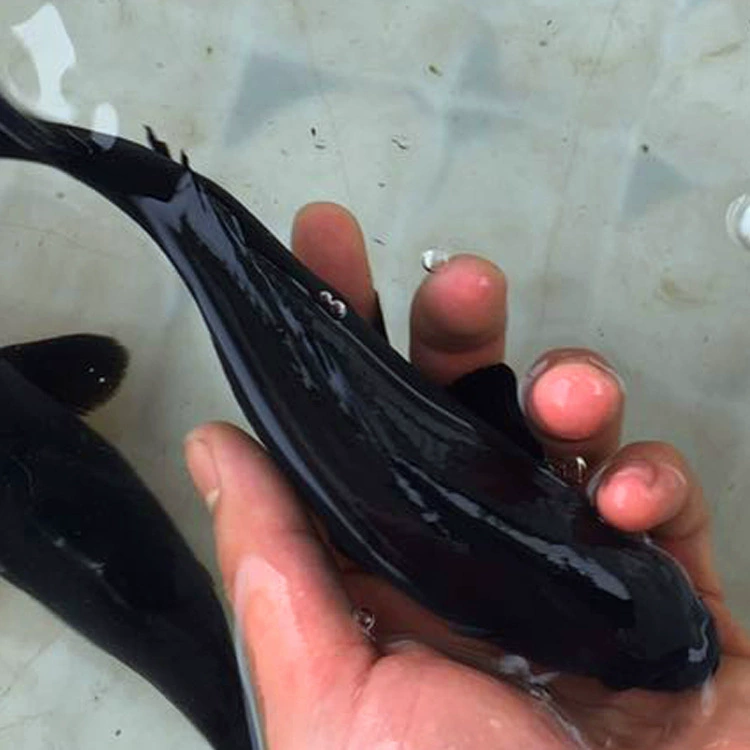 Черный золотой карп для рыбалки оптом по фунту 22 юаня/фунт живой черный карп оптом