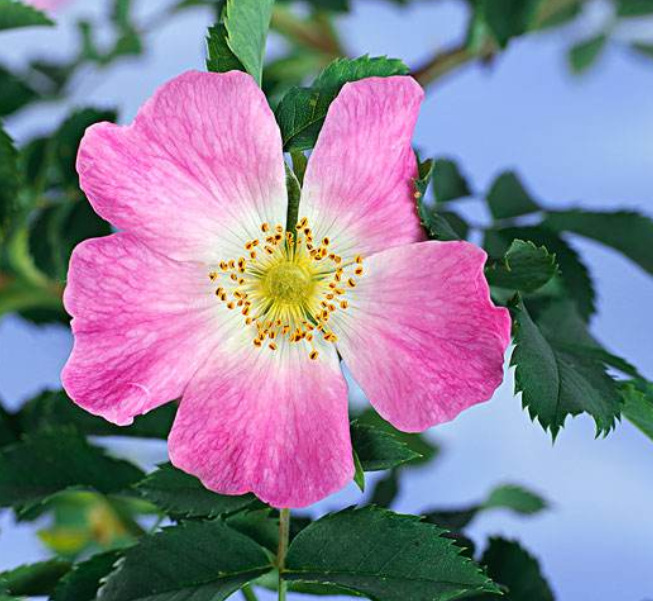 ���ͻ�����Ұ��ȮǾޱ��SEBOCYTINE