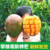 Panzhihua Kate Mango 10 fresh Peel Season fruit Tropical Mango Full container