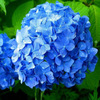 Flower seeds wholesale (geranium flower seeds) foreign hydrangea seed seeds mixed color hydrangea seeds blooming in four seasons