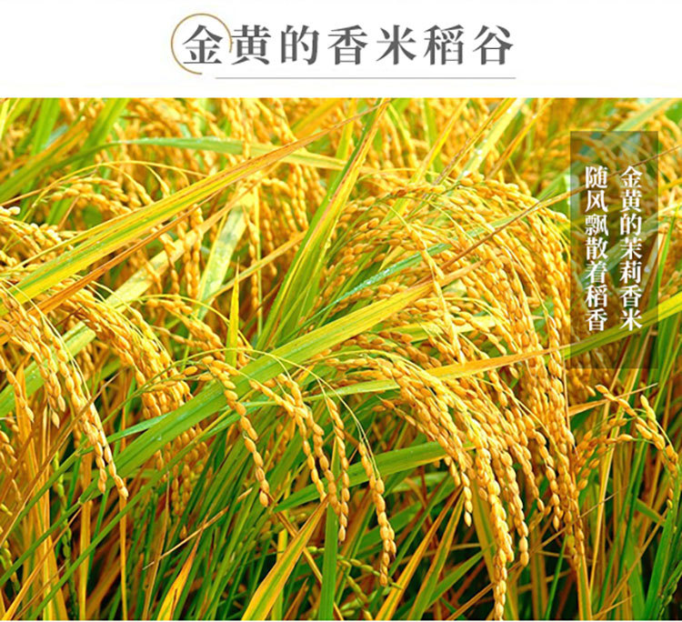 茉莉香米详情页_06