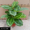 Base direct batch of beacon series Jade butterfly Bikachu potted indoor desktop observation leaf green plants purify air