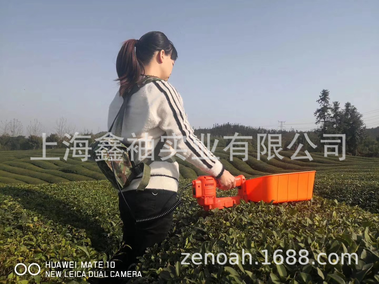 锂电单人式便捷小型采茶机绿篱机弧形修球机