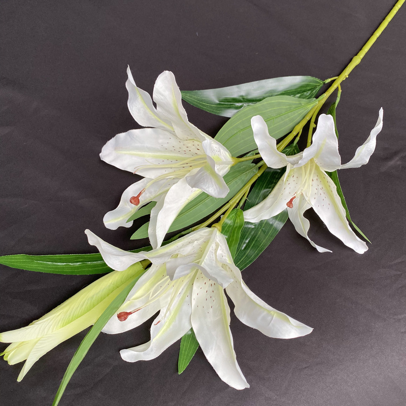 新百合大只四头白色