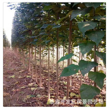 3公分楸树苗价格 速生楸树种植厂家 3公分梓树基地批发