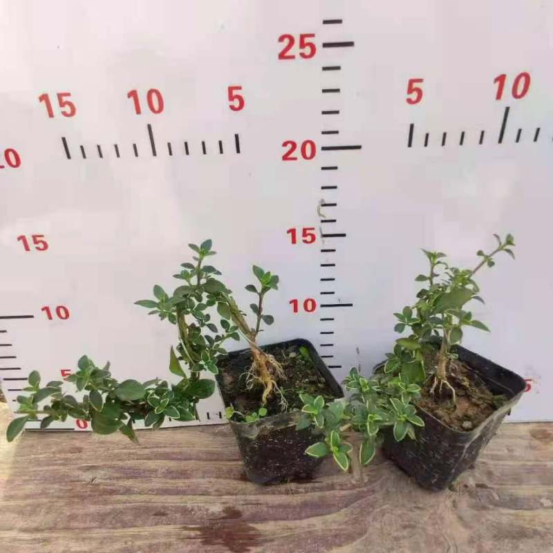 Base Direct Home Flower Potted Plants Small Potted Ornamental Plants 70 # Red Flower Cliffs June Snow Base Direct Home Flower Potted Plants Small Potted Ornamental Plants 70 # Red Flower Cliffs June Snow