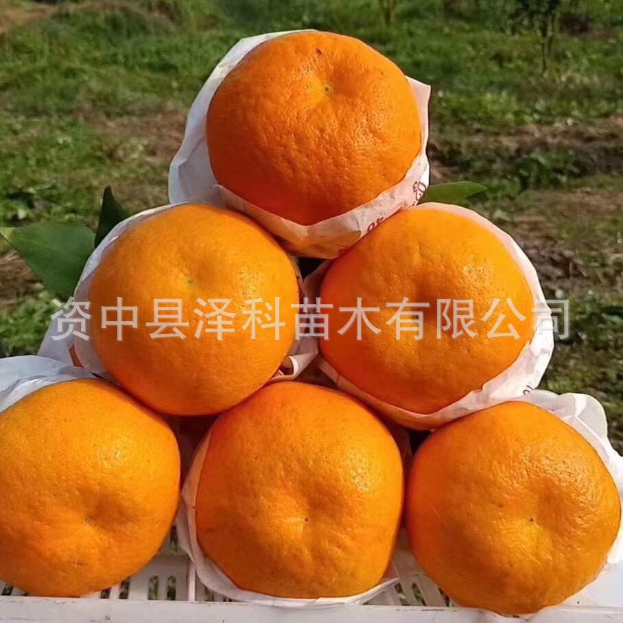 柑橘114