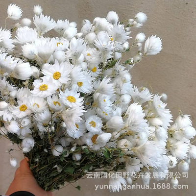 罗丹斯2020新货干花罗丹斯 鲁丹鸟白色小花仙鸟花插花装饰干花