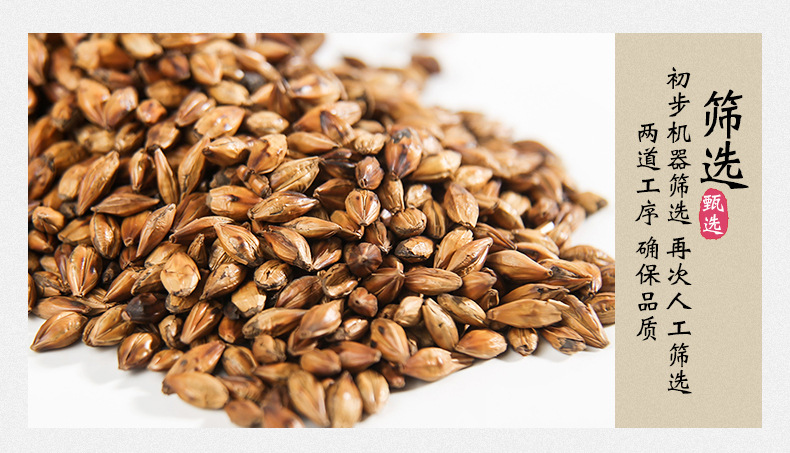 Roasted Barley Tea Da Mai Cha Loose Herbal Grain Tea 500g Bulk Pack for Hot or Cold Brewing quality and texture