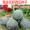 西瓜种子黑皮红瓤无籽西瓜种子单瓜9公斤左右