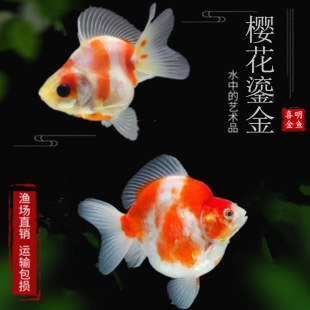 �O���^�p�~���~�{���^�Q피t�����̽��^�m���������Ʒ�N���