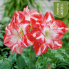 Dental Dutch Dutch red species ball big flower ball indoor and outdoor four seasons of potted flowers flowering plant ball root flowers