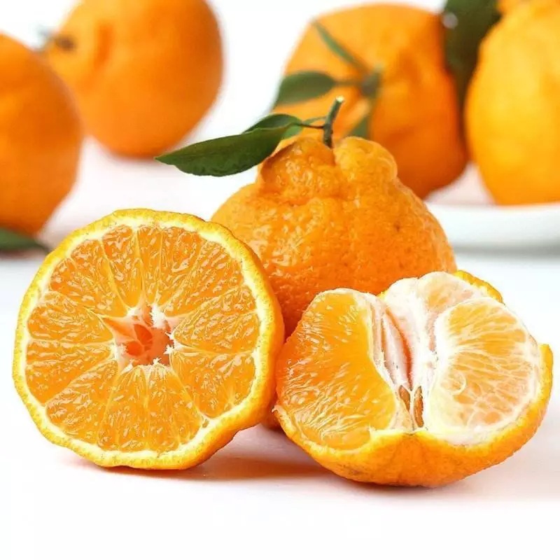 goods in stock Unknown fresh Very ugly person Citrus Orange Fruit 5 Season Season fruit