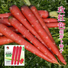 Vegetables fruit Carrot seed Rose red Carrot Seeds Autumn courtyard balcony Potted plant