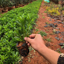 基地批发 木春菊 园林绿化植物 黄金菊 地被草花植物 色块绿篱苗