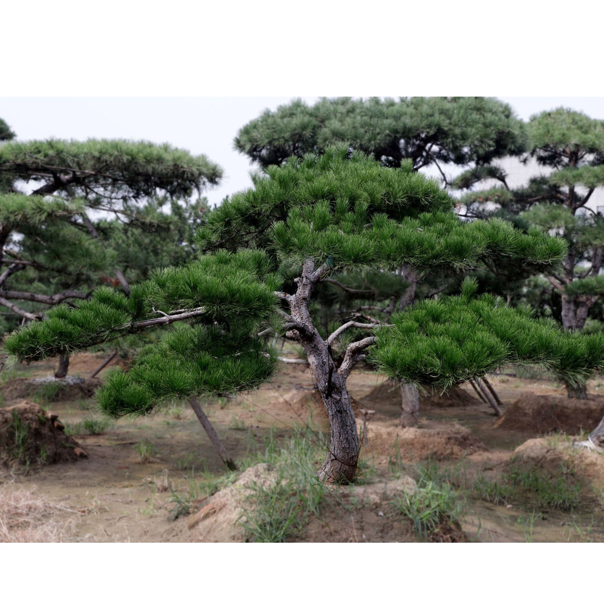 造型黑松树图片,小黑松造型树图片,黑松造型树盆景图片_大山谷图库
