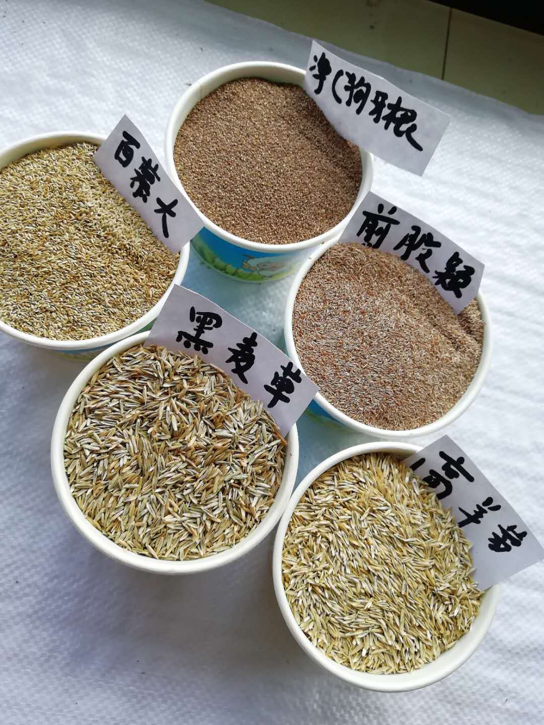 沭阳绿友种业有限公司草籽