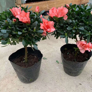 Base Direct Supply 190 Lollipops Cherry Red Azalea Home Flower Potted Plants Small Potted Ornamental Plants