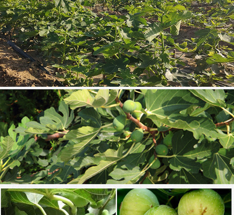 Dried Fig Tea Wu Hua Guo Ficus carica Fruit 500g Bulk Herbal Tea for Brewing and Culinary Use specifications