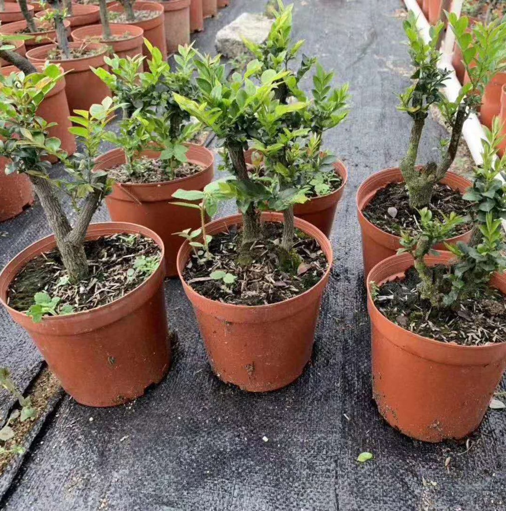 【基地直供】造型花卉盆景 阳台绿植 净化空气 140#头仔紫檀