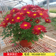 苗木花卉基地的发展趋势与前景展望