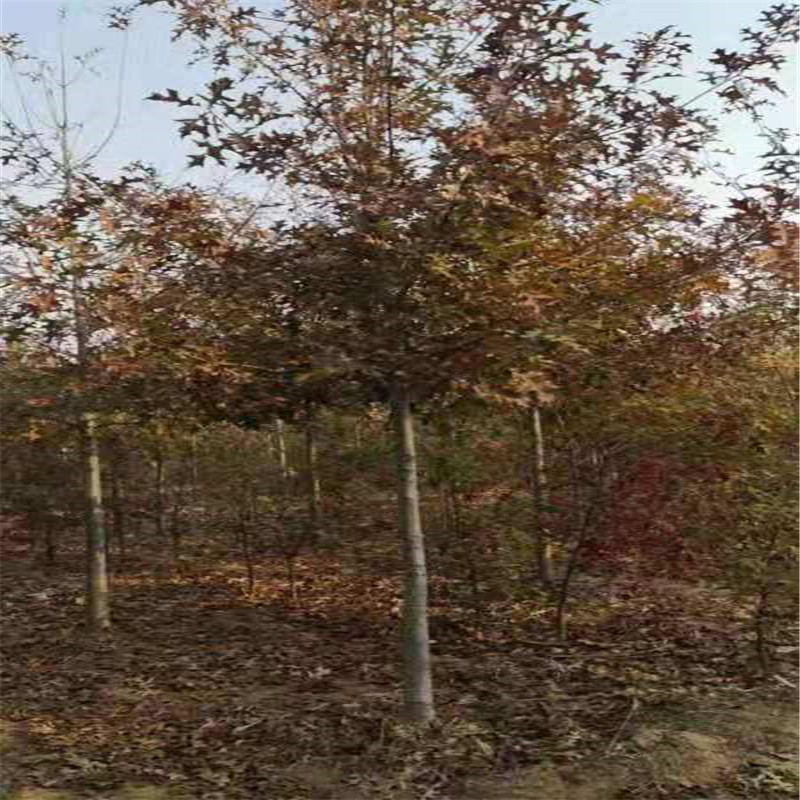 红橡树苗 娜塔莉红橡树种植基地出售5-15公分北美红栎红橡树-阿里巴巴