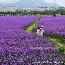 柳叶马鞭草种子 多年生宿根草花种子 景观绿化婚纱摄影 量大优惠