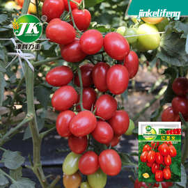 厂家批发四季播种红圣女果种子樱桃小番茄西红柿种籽水果蔬菜种子